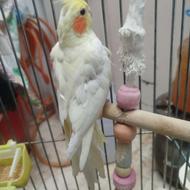 عروس هلندی رام مهاباد