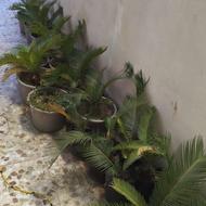 گل سیکاس مخصوص فضای سبز