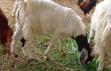 پول لازم دارم وگر نه نمی فروختم