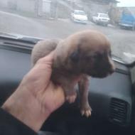 واگذاری توله 25 روزه پژدر ماده