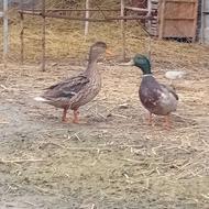 یک جفت اردک پروازی