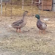 یک جفت اردک پروازی