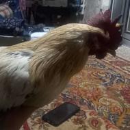 خروس سفید وتمیز و خار دار بزرگ