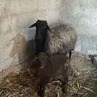 گوسفند دوقولوزا با بره نر