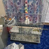 قفس طوطی عروس هلندی