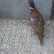 خروس و مرغ جفت