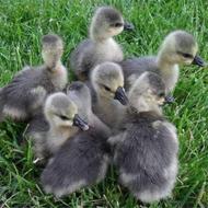 9 تا جوجه غاز یک هفته ای