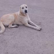 واگذاری سگ نر خوووب