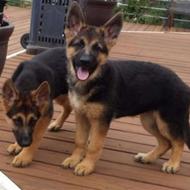 سگ ژرمن میخام رایگان باشد