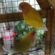 طوطی برزیلی