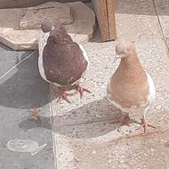 کله ای سرخ و زرد