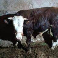 گوساله نر سیمینتال