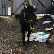 ورزا سیاه کچل