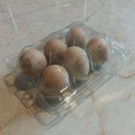 تخم نطفه دار کبک کوهی