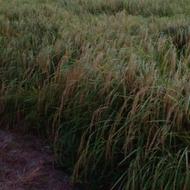 متقاضی شالیزاربرای نصفه کاری