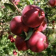 هرسکاری فرم دهی