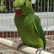 طوطی ملنگو 45روز سریلاکی