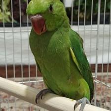 طوطی ملنگو 45روز سریلاکی