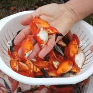 ماهی قرمز گلدفیش ردکپ عروس و ابلق