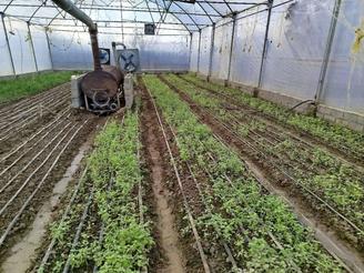 اجاره یا کار در گلخانه بصورت شریکی