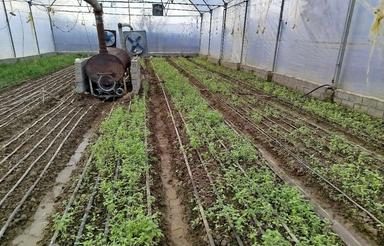 اجاره یا کار در گلخانه بصورت شریکی