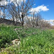 هرس کاری درخت سیب هلو...