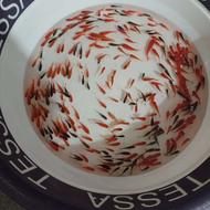 ماهی قرمز مخصوص عید