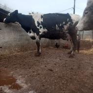 گاو هلشتاین با گوساله نر