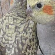 عروس هلندی دونخور کامل آماده آموزش