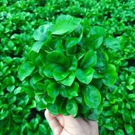 سبزه نارنج عید