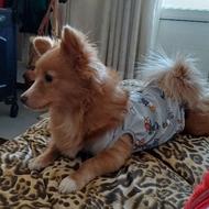 واگذاری سگ خانگی