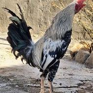 خروس دورگه پاپر جوان