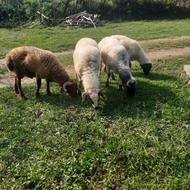 گوسفند پرور