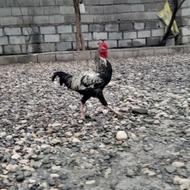 خروس لاری. .