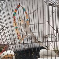 عروس هلندی آهویی