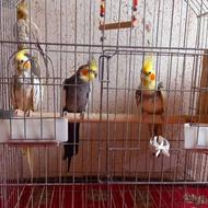 طوطی عروس هلندی