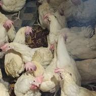 مرغ پرطلا عروسک