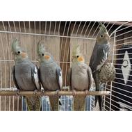 عروس هلندی آهویی سینامون نروماده رام ودستی 3ماهه