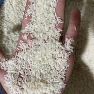 برنج طارم کشت اول و دوم