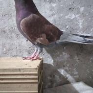 کبوتر نقطه ،قیمت عالی