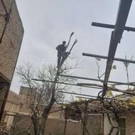 خرید وبرش درخت و چوب