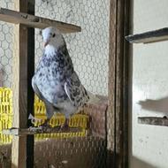 کبوتر پرشی تعداد سه عدد