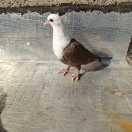 کبوتر کربلایی