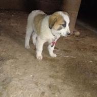 سگ  نر واگذار 