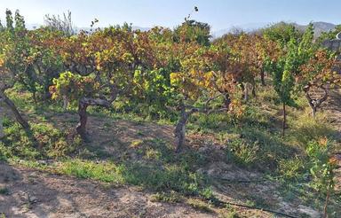 1240 متر باغ کشاورزی