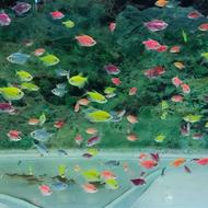 فروش عمده ماهی کالرویدو زیبرا و گوپی برای بازار شب عید