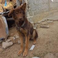 واگذاری فوری سگ نگهبان