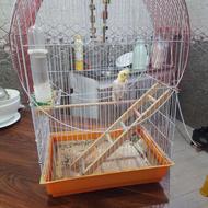 عروس هلندی رایگان باقفس