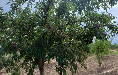 1100 متر باغ میوه بیدستان