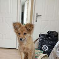 سگ پامر خوشگل نرواگذاری